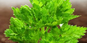 Parsley-ingredient5-mobile.jpg