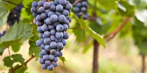 Purple-Grape-ingredient12-mobile.jpg