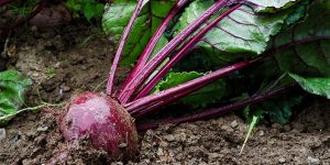 beet-juice-ingredient1-mobile.jpg