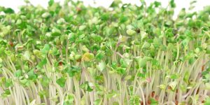 broccoli-sprouts-ingredient4-mobile.jpg