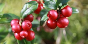 cranberry-ingredient6-mobile.jpg