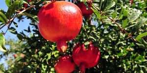 pomegranate-ingredient13-mobile.jpg